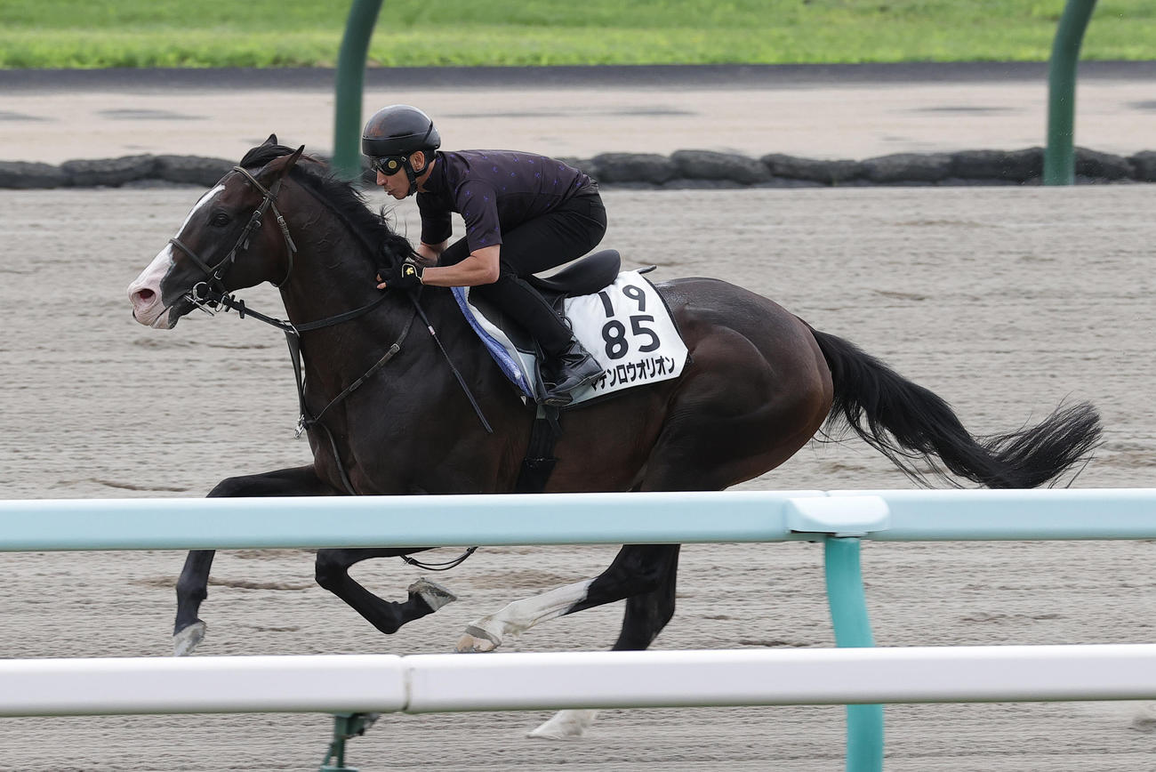 横山典騎手を背に札幌ダートコースで追い切られるマテンロウオリオン