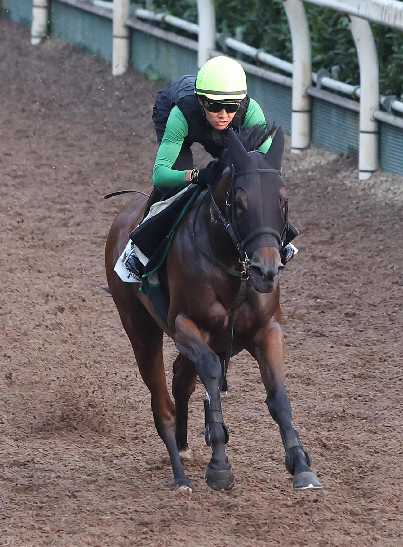 柴田裕騎手を背に坂路を単走で追い切るアリスヴェリテ（撮影・白石智彦）