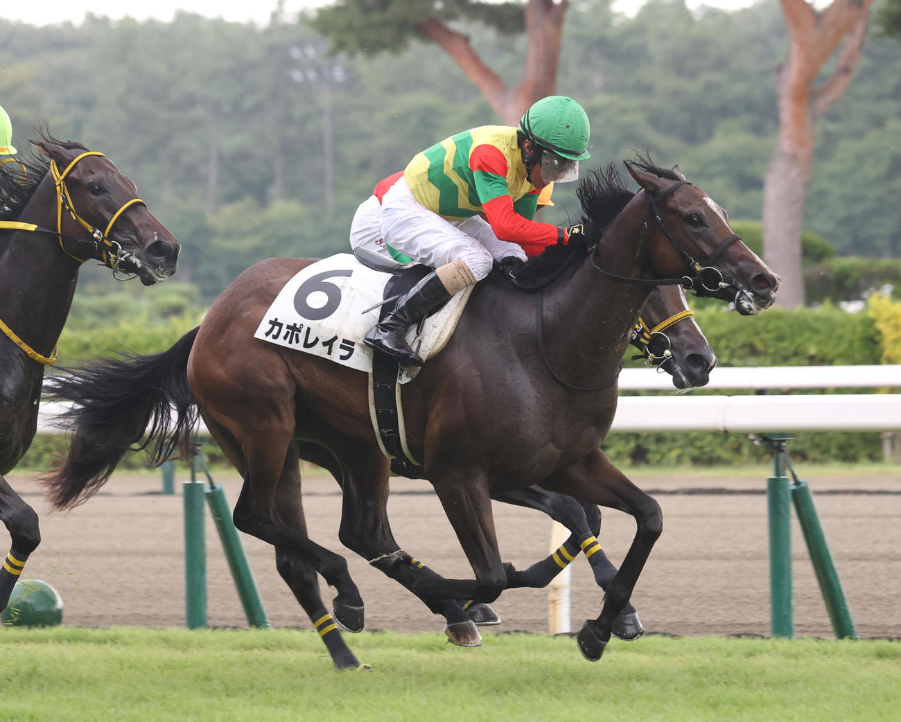 新潟1Rで1着のカポレイラと柴田善騎手（撮影・柴田隆二）