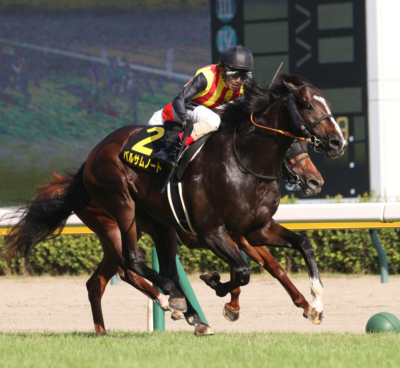 朱鷺Sを制したバルサムノートと松岡騎手（撮影・柴田隆二）