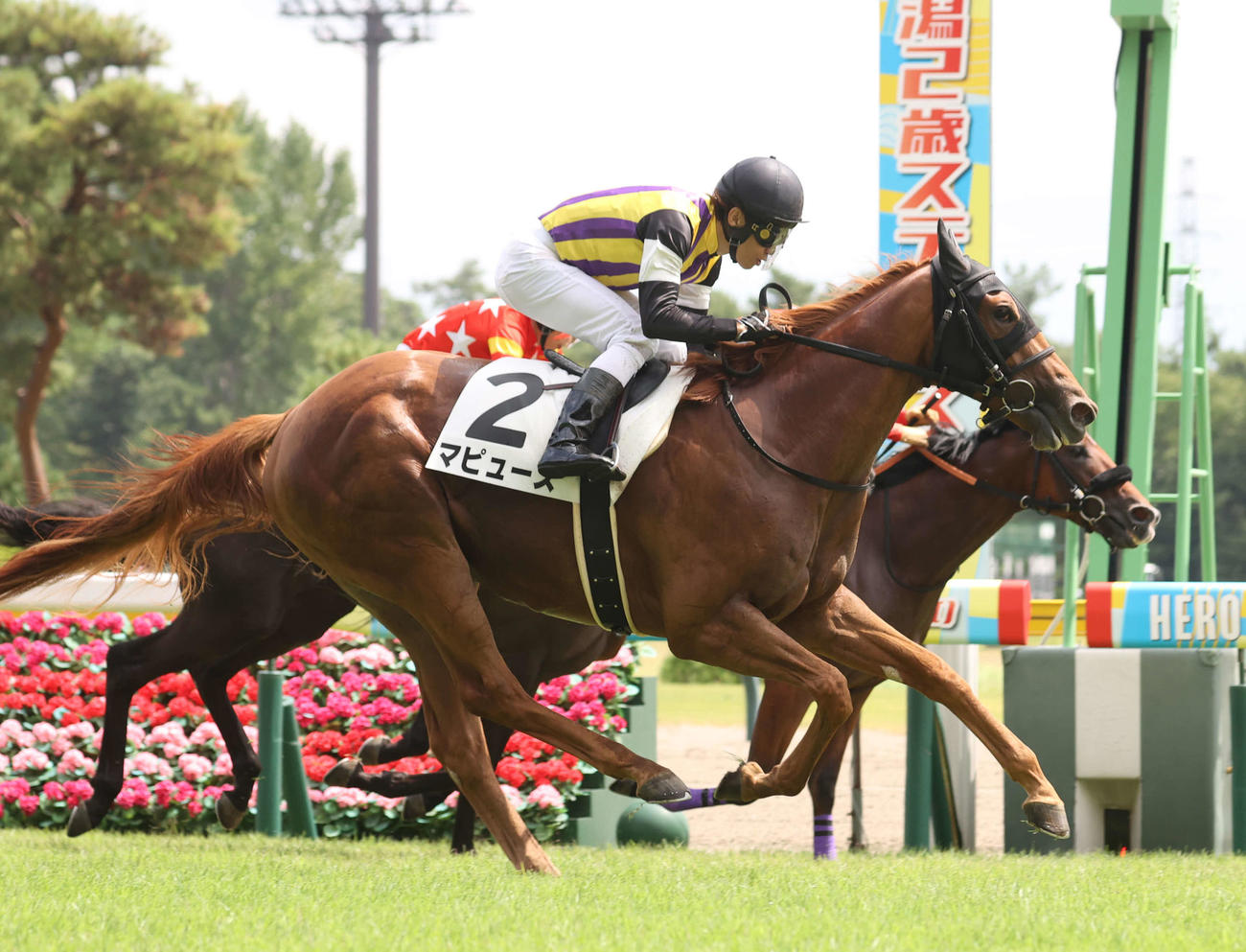 新潟5R、新馬戦を制したマピュースと田辺騎手（撮影・柴田隆二）