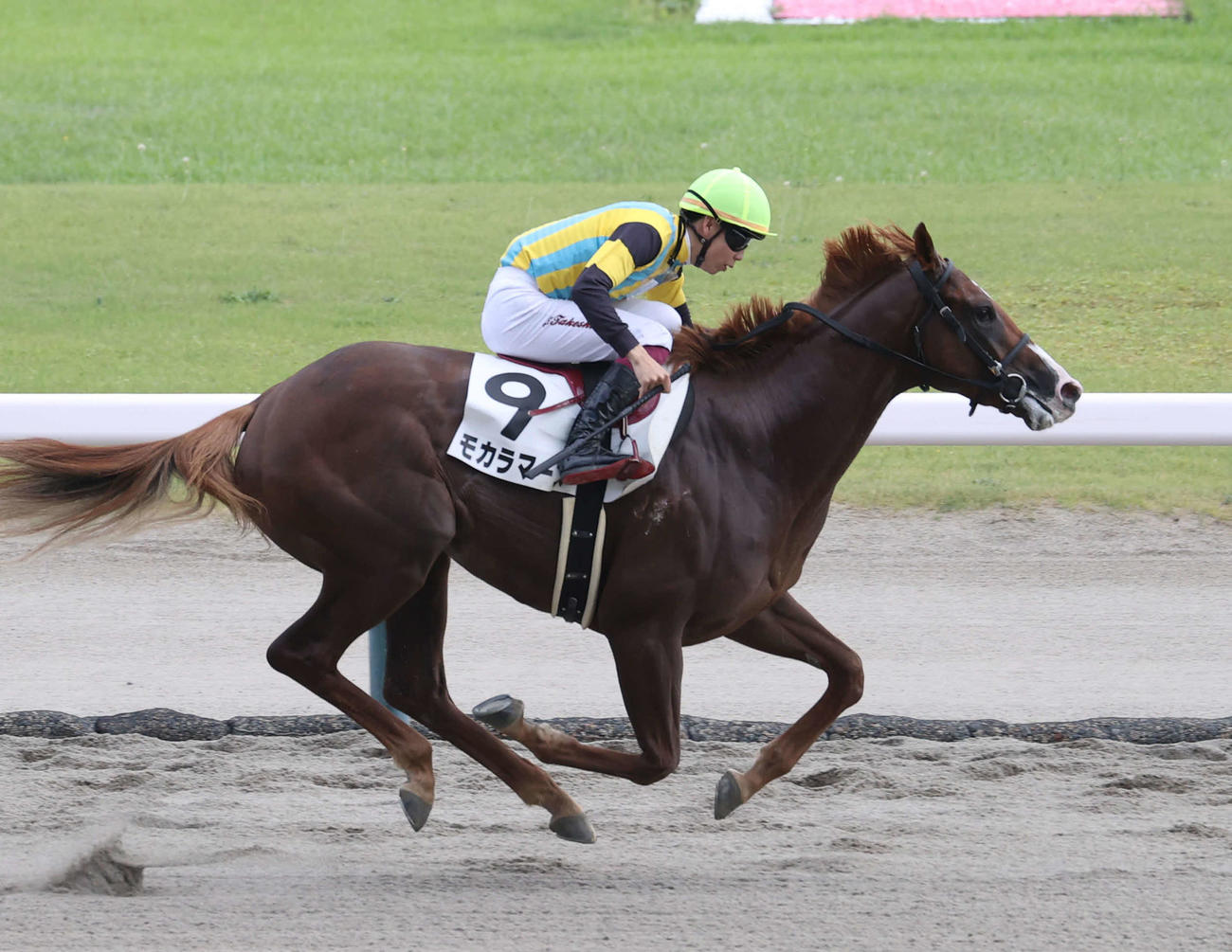 新馬戦を制したモカラマーズと横山武騎手（撮影・柴田隆二）