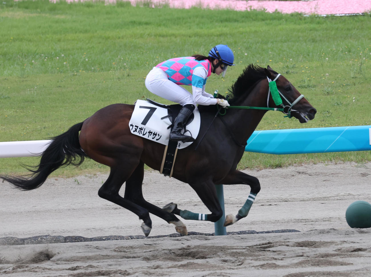 新潟2Rで1着のウヌボレヤサンと藤田菜七子騎手（撮影・柴田隆二）