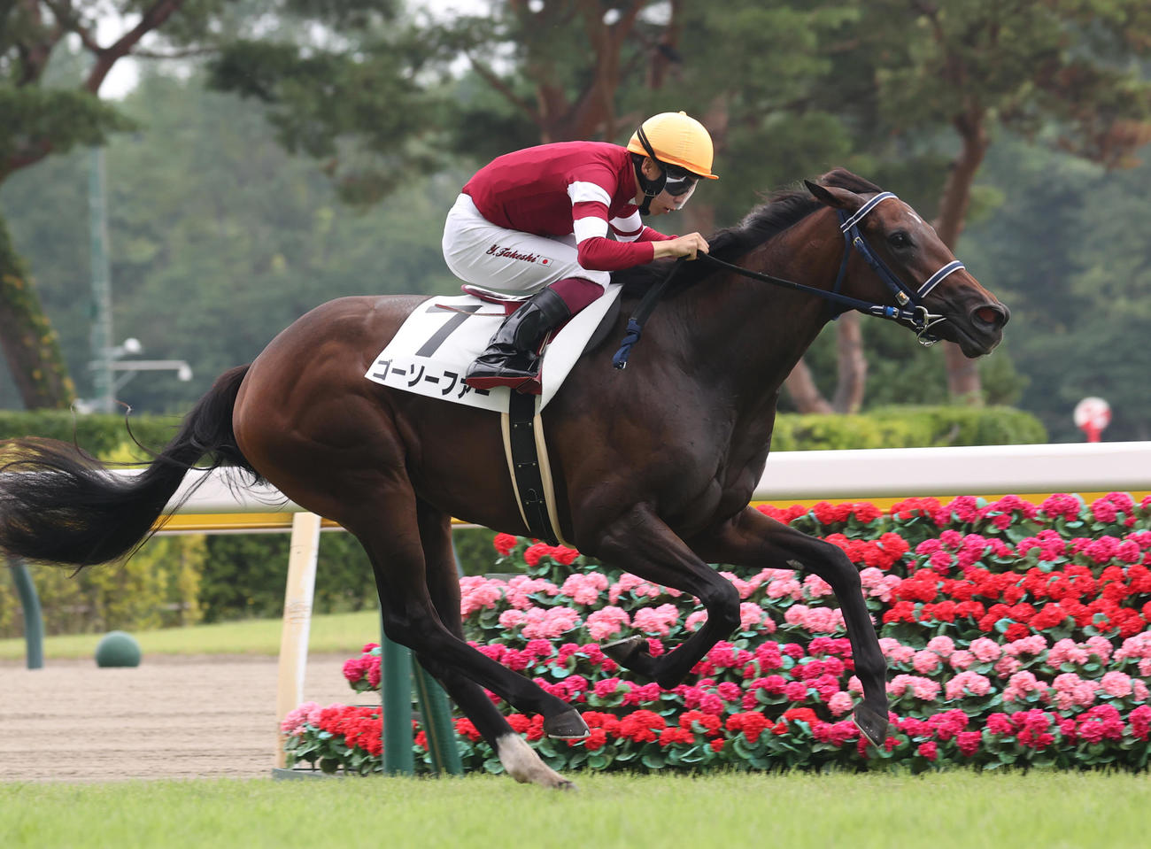 新潟5R、新馬戦を制したゴーソーファーと横山武騎手（撮影・柴田隆二）