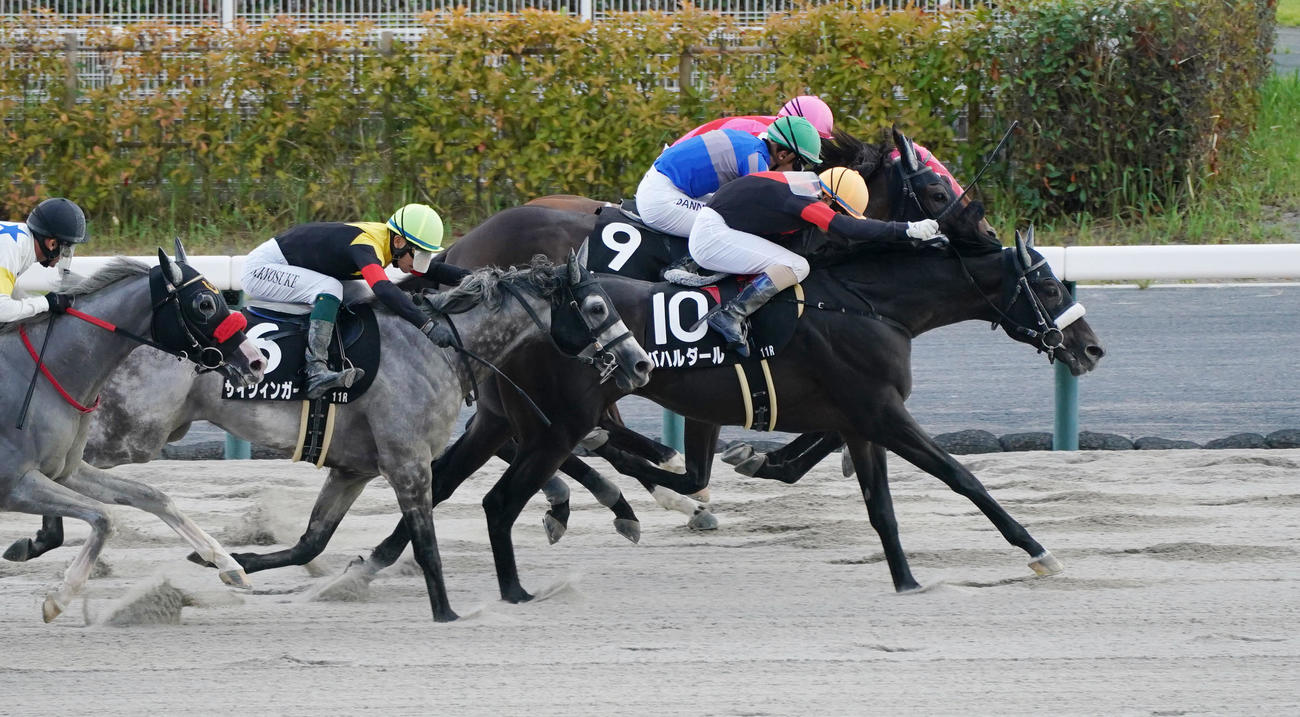 中京11R名鉄杯　1着のバハルタール（撮影・森本幸一）