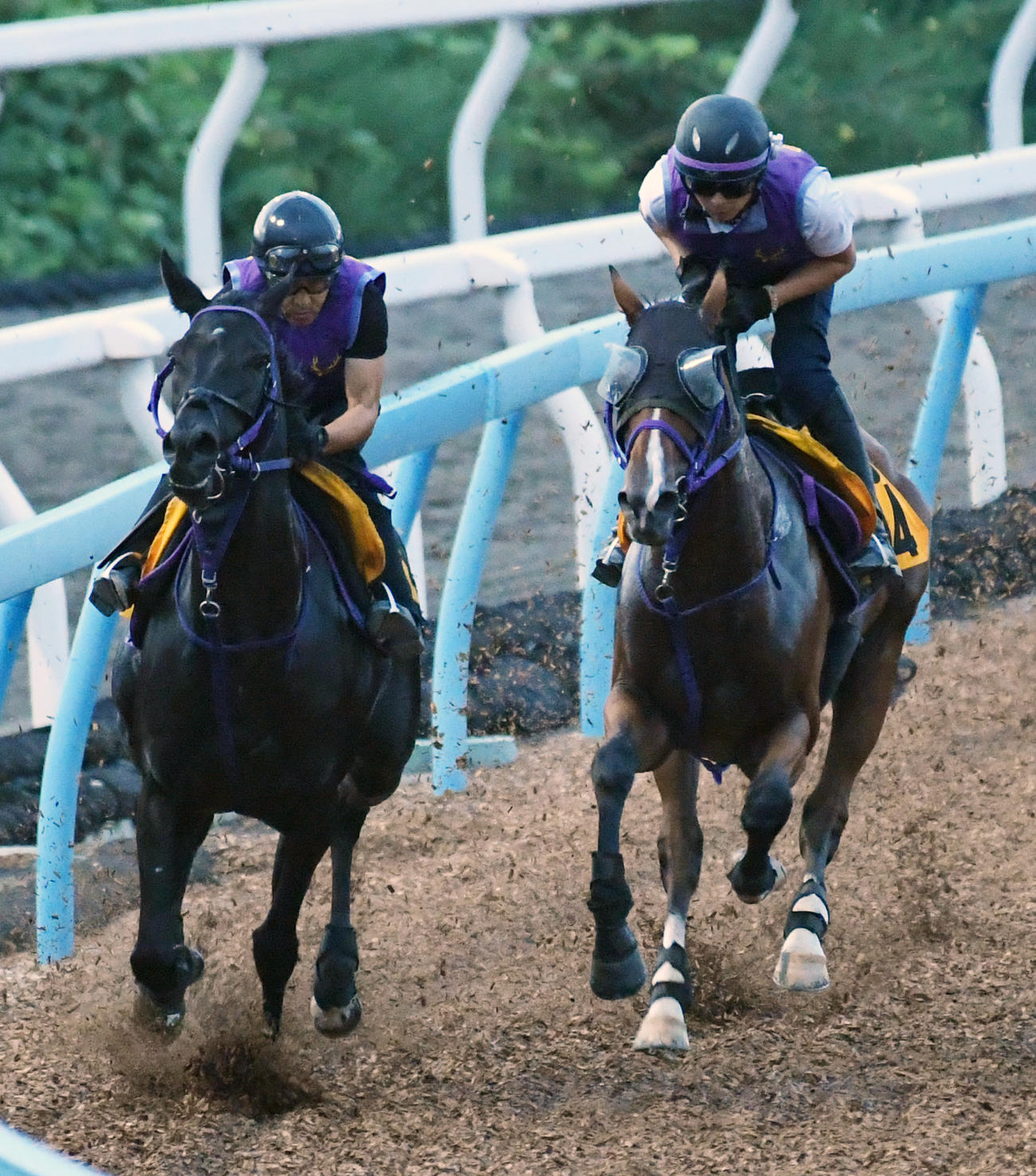 8月21日、バラジ（右）はフミバレンタインと併せて追い切る