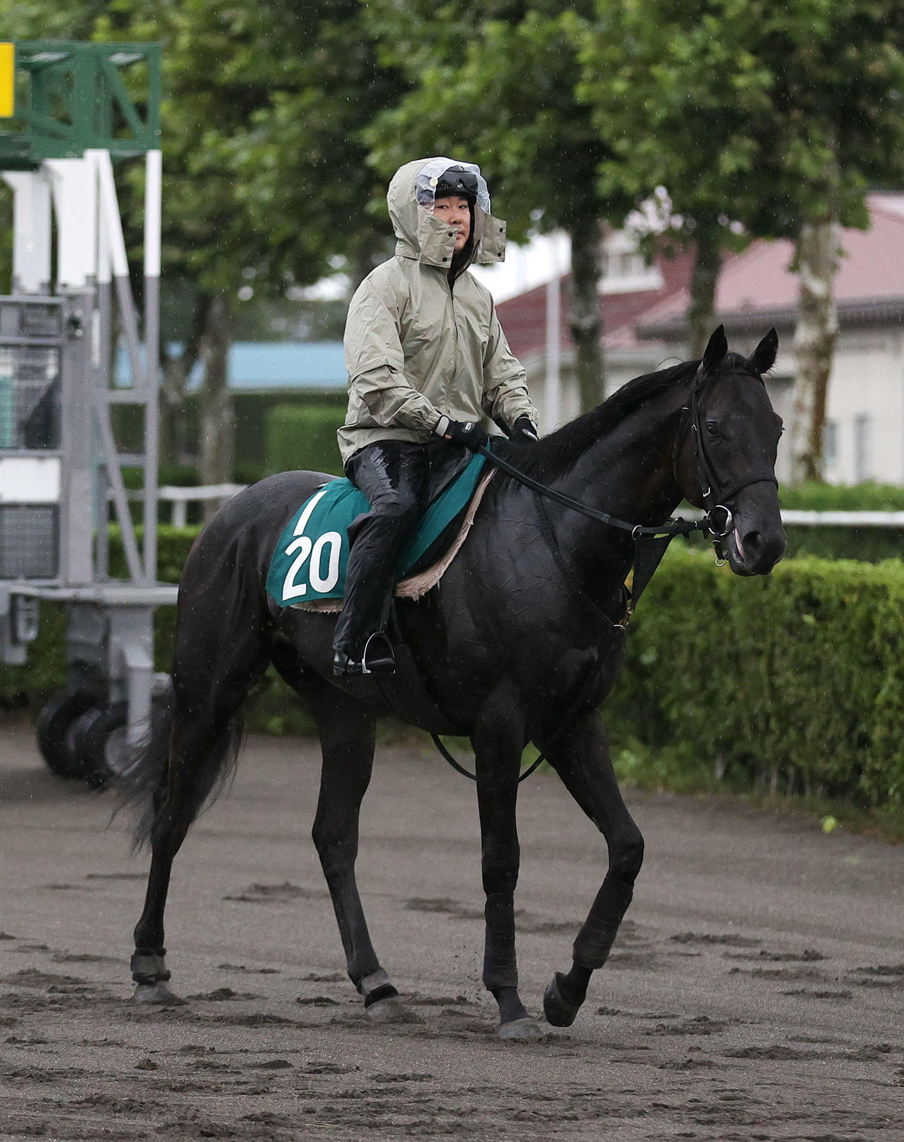 札幌競馬場で調整するマジックサンズ