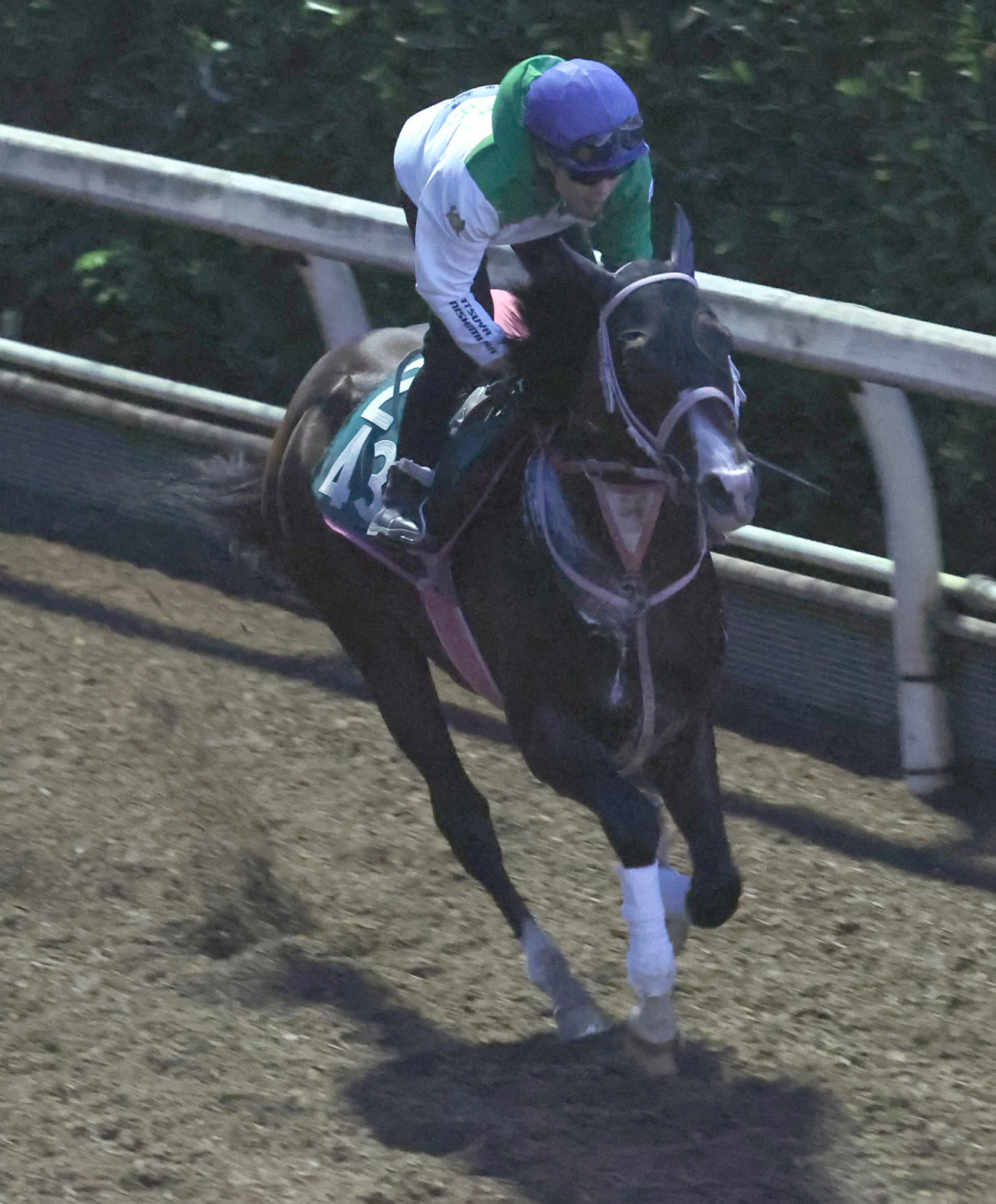 西村淳也騎手を背に坂路で追い切るアーリントンロウ