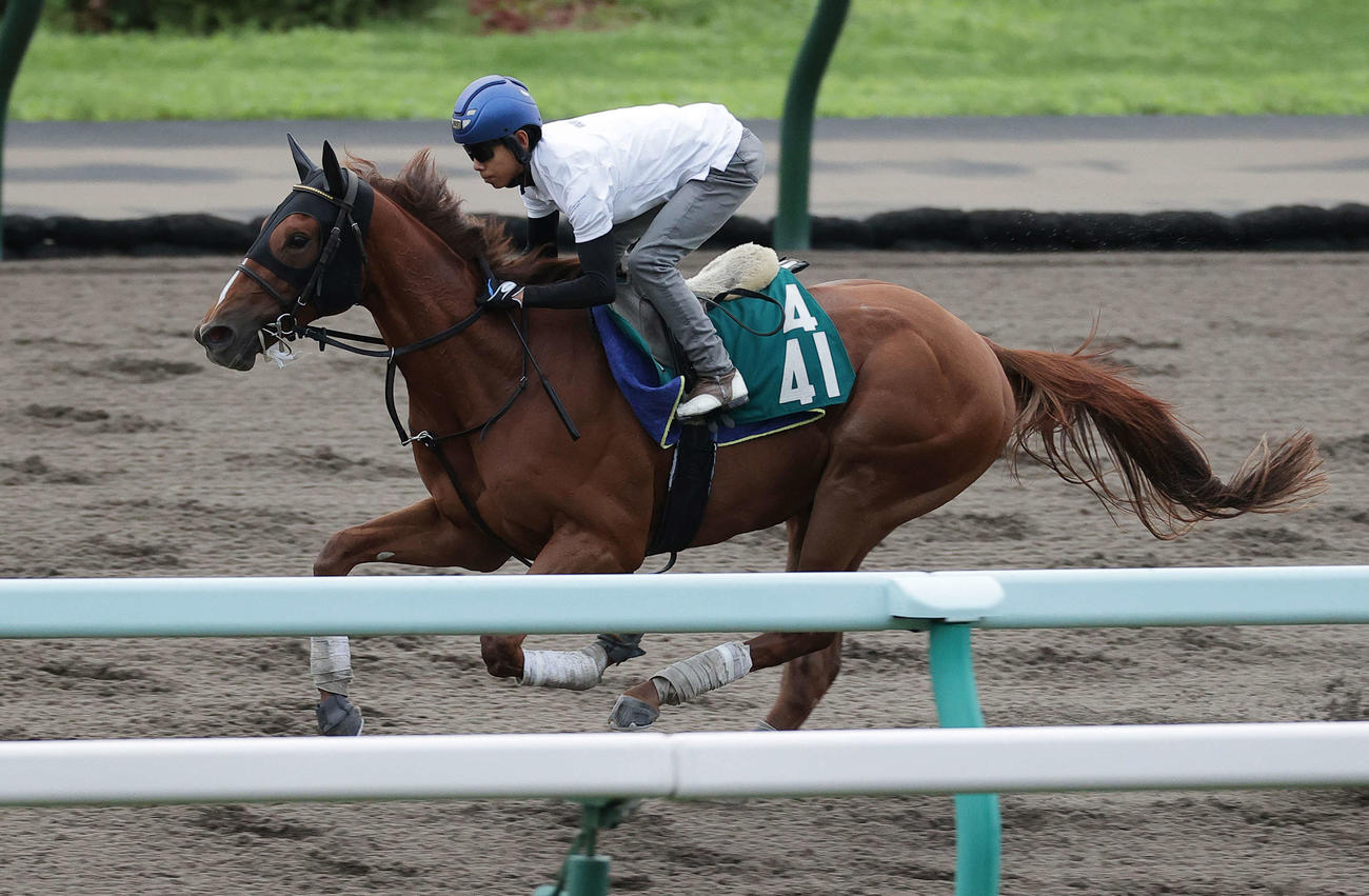 北村友一騎手を背に、札幌ダートコースで追い切られるアスクシュタイン