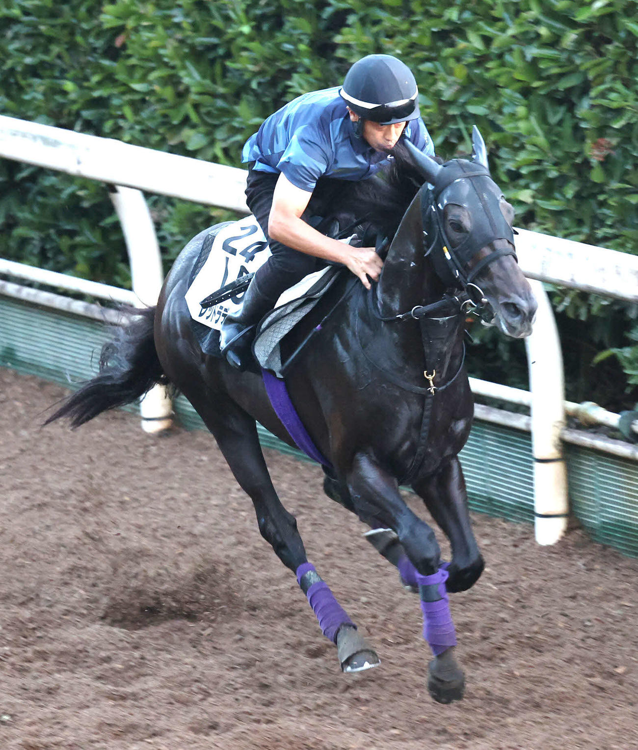 坂路で追い切るレッドラディエンス