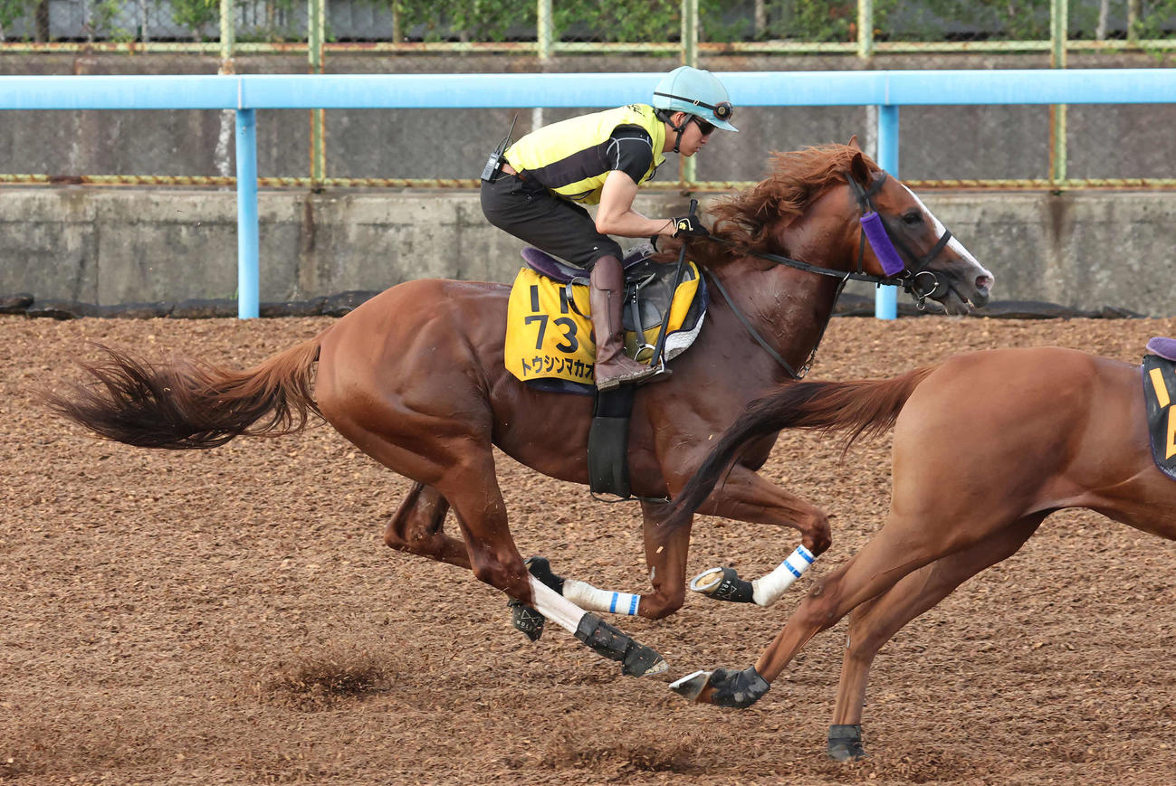 トウシンマカオは菅原明騎手を背に美浦ウッドを併せ馬で追い切られた（撮影・丹羽敏通）