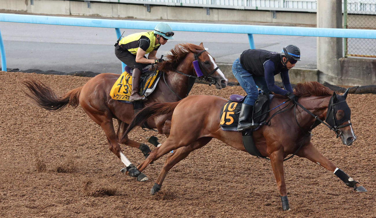 トウシンマカオ（左）は菅原明騎手を背に美浦ウッドでビップレーヌと併せて追い切られた（撮影・丹羽敏通）
