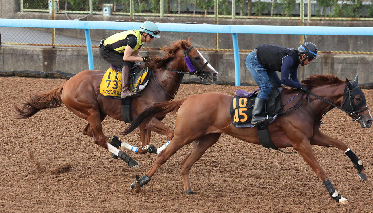 トウシンマカオ（左）は菅原明騎手を背に美浦ウッドでビップレーヌと併せて追い切られた（撮影・丹羽敏通）