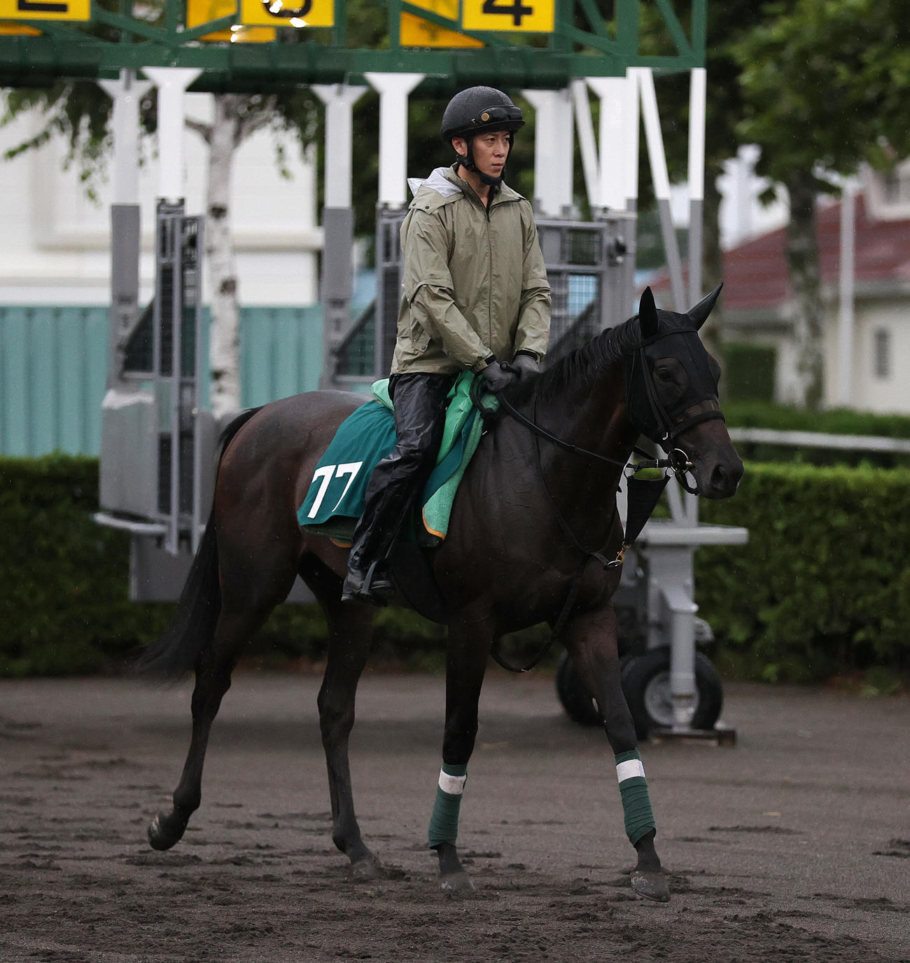 27日、札幌競馬場で調整するアルマヴェローチェ