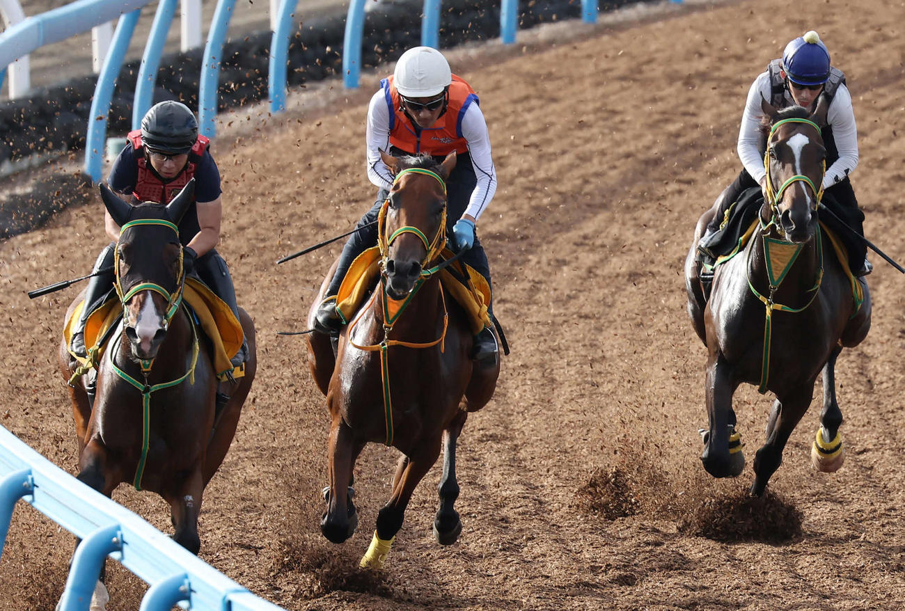 28日、シンリョクカ（中央）は美浦ウッドを3頭併せで追い切られた