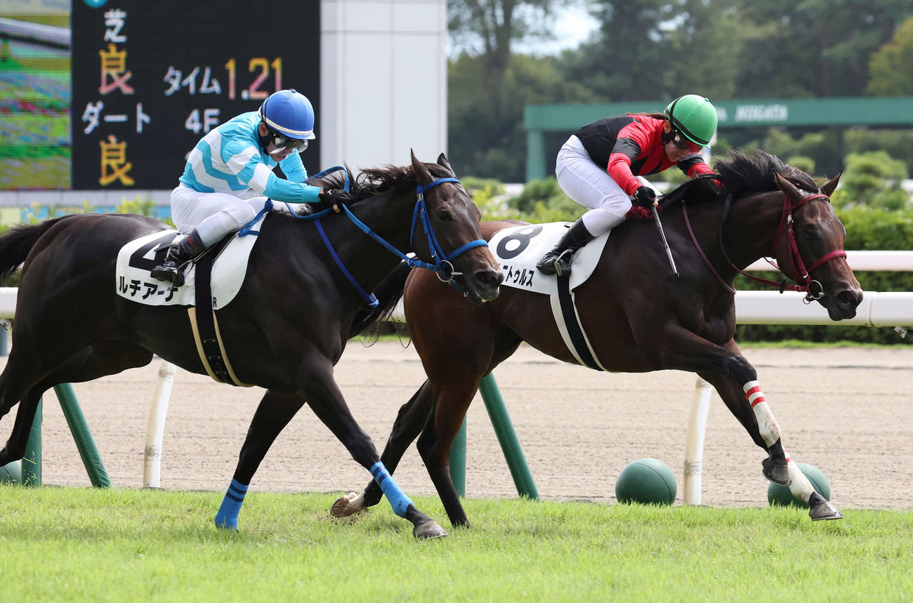 新潟1R、2歳未勝利戦を制したマリノトニトゥルスと大江原比騎手（右）（撮影・丹羽敏通）