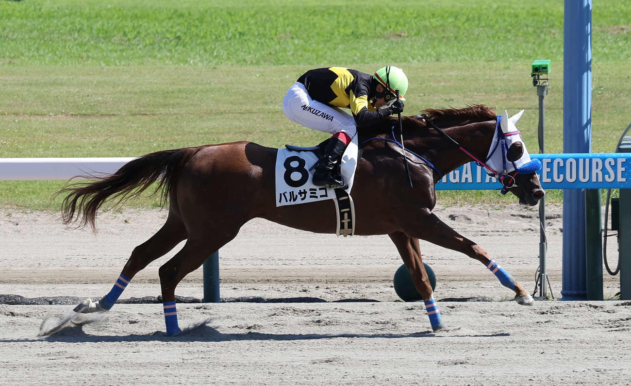 新潟7R、3歳未勝利戦を制したバルサミコと菊沢騎手（撮影・丹羽敏通）