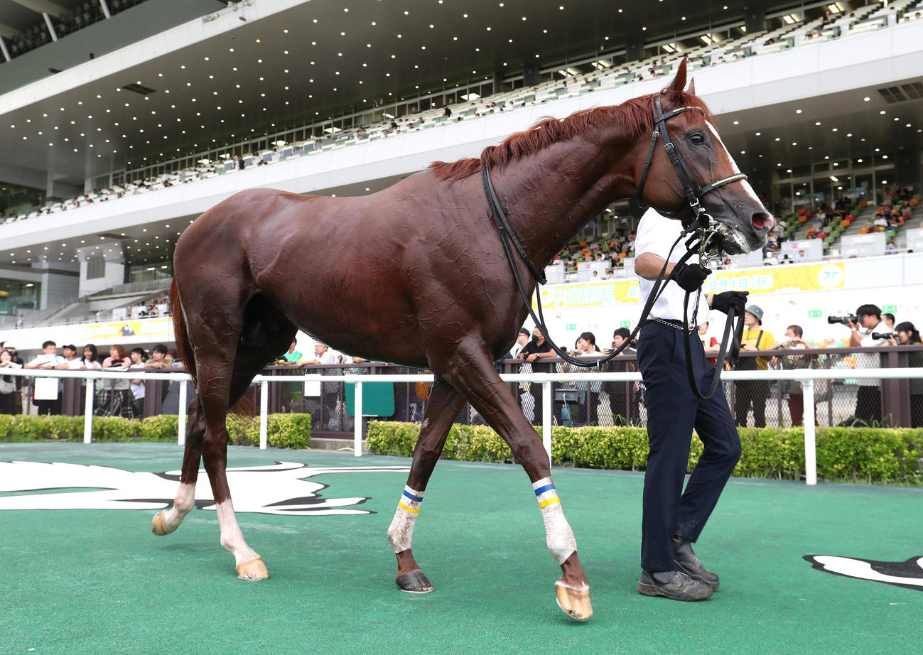 中京9R有松特別を制したフォーチュンタイム（撮影・白石智彦）