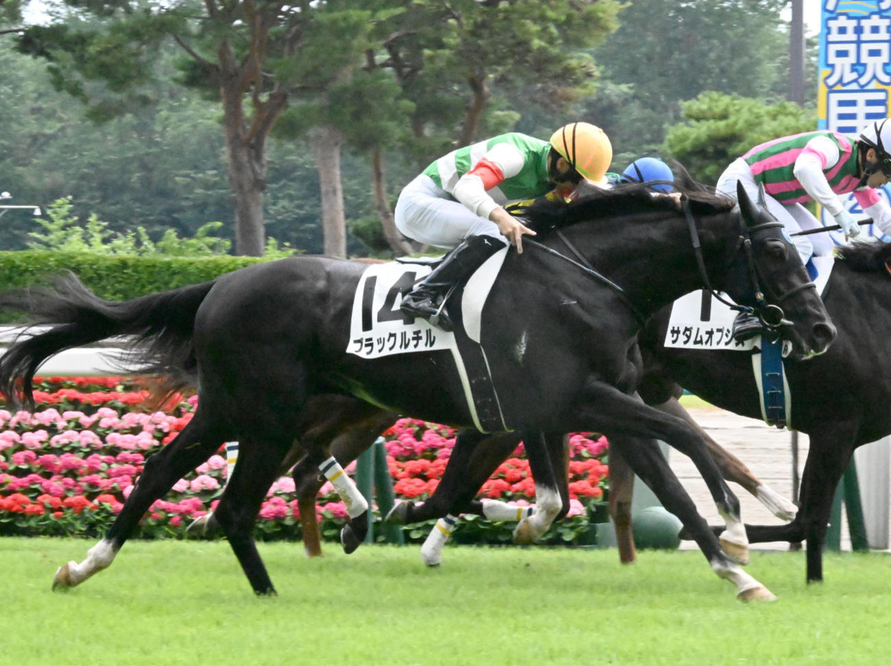 ブラックルチル（2024年8月撮影）