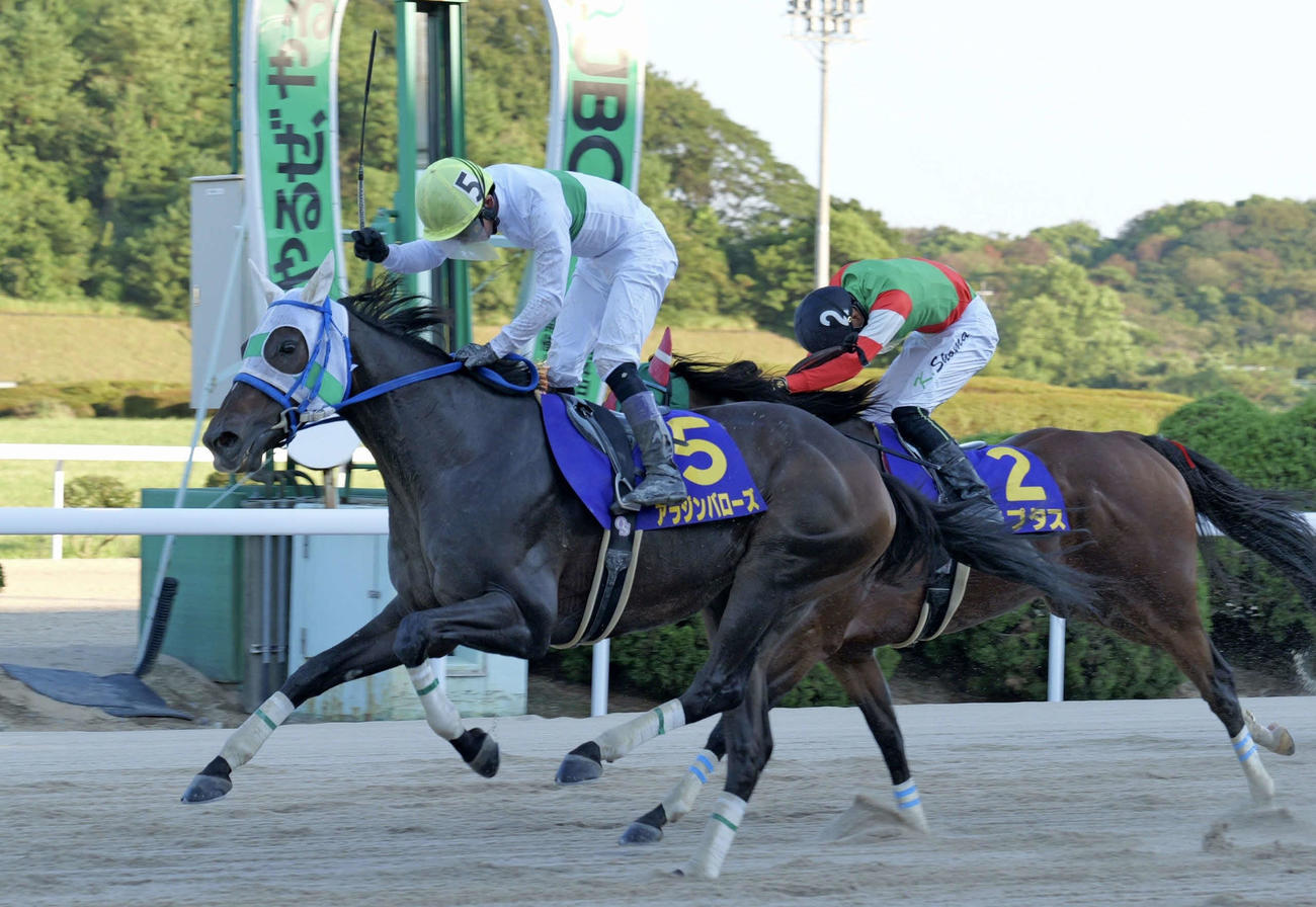 サマーチャンピオンを制したアラジンバローズ
