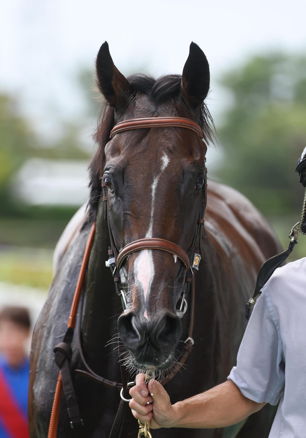 中京5R、新馬戦を制したフードマン（撮影・白石智彦）