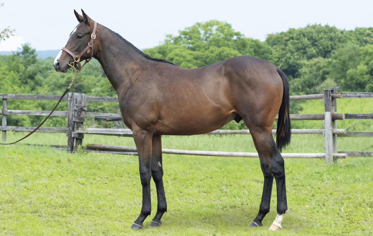 清水久厩舎に入厩予定の1歳牡馬「シュガーハートの23」。父コントレイル、半兄キタサンブラック