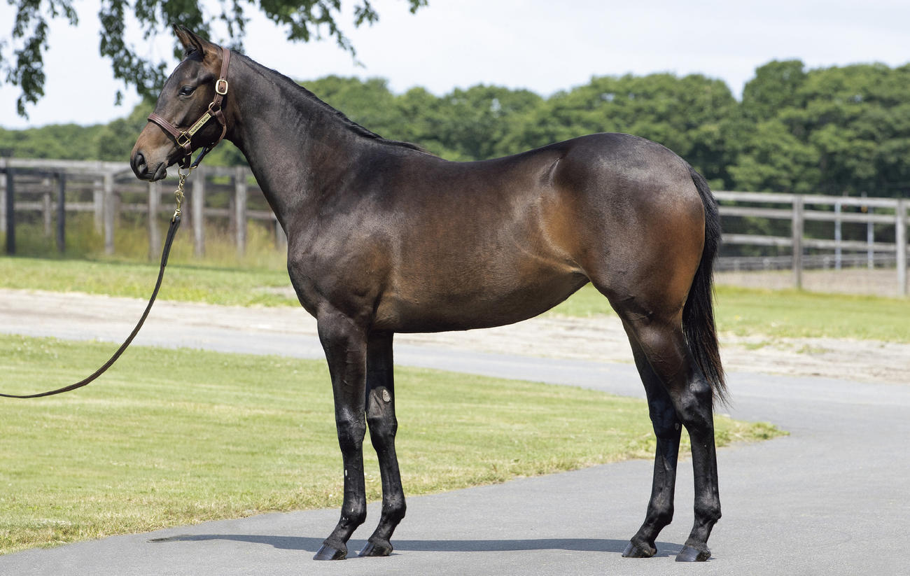 友道厩舎に入厩予定の1歳牝馬「ダストアンドダイヤモンズの23」。父シルバーステート、半兄ドウデュース