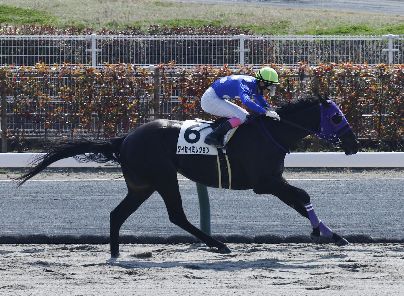 3月16日、中京の3歳未勝利戦で勝ったタイセイミッション