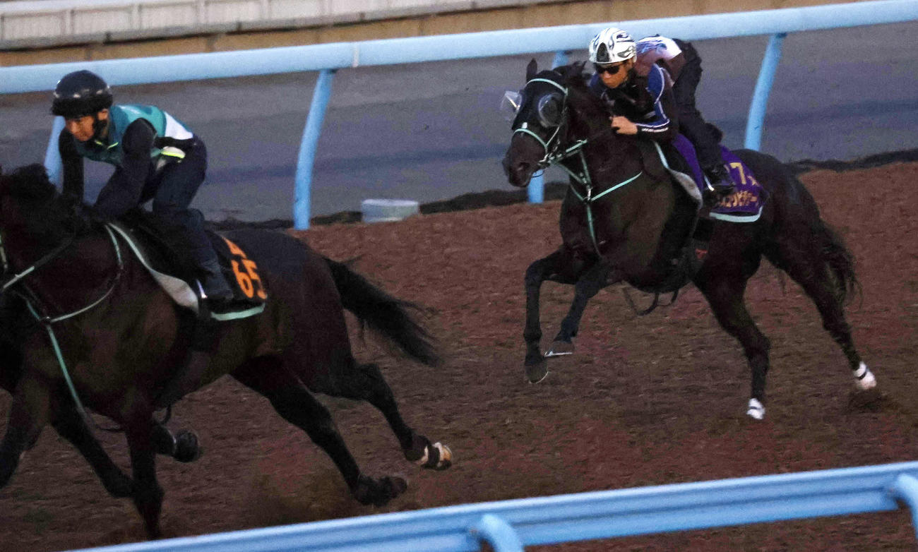 先行馬2頭を追走する形の3頭併せで追われたアスコリピチェーノ（右）（撮影・丹羽敏通）