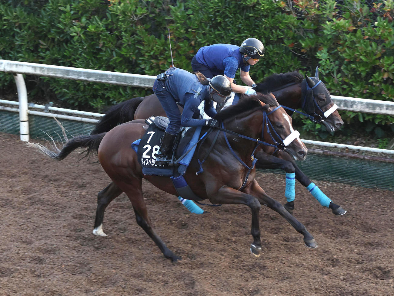坂路をウィズユアドリーム（右）と併せ馬で追い切るディスペランツァ（撮影・白石智彦）