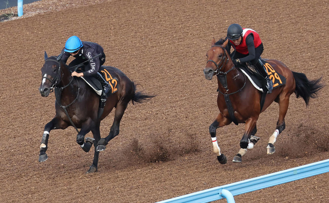 サルヴェージワーク（左）は佐々木騎手を背に美浦ウッドでアスクハッピーモアと併せて追い切られた