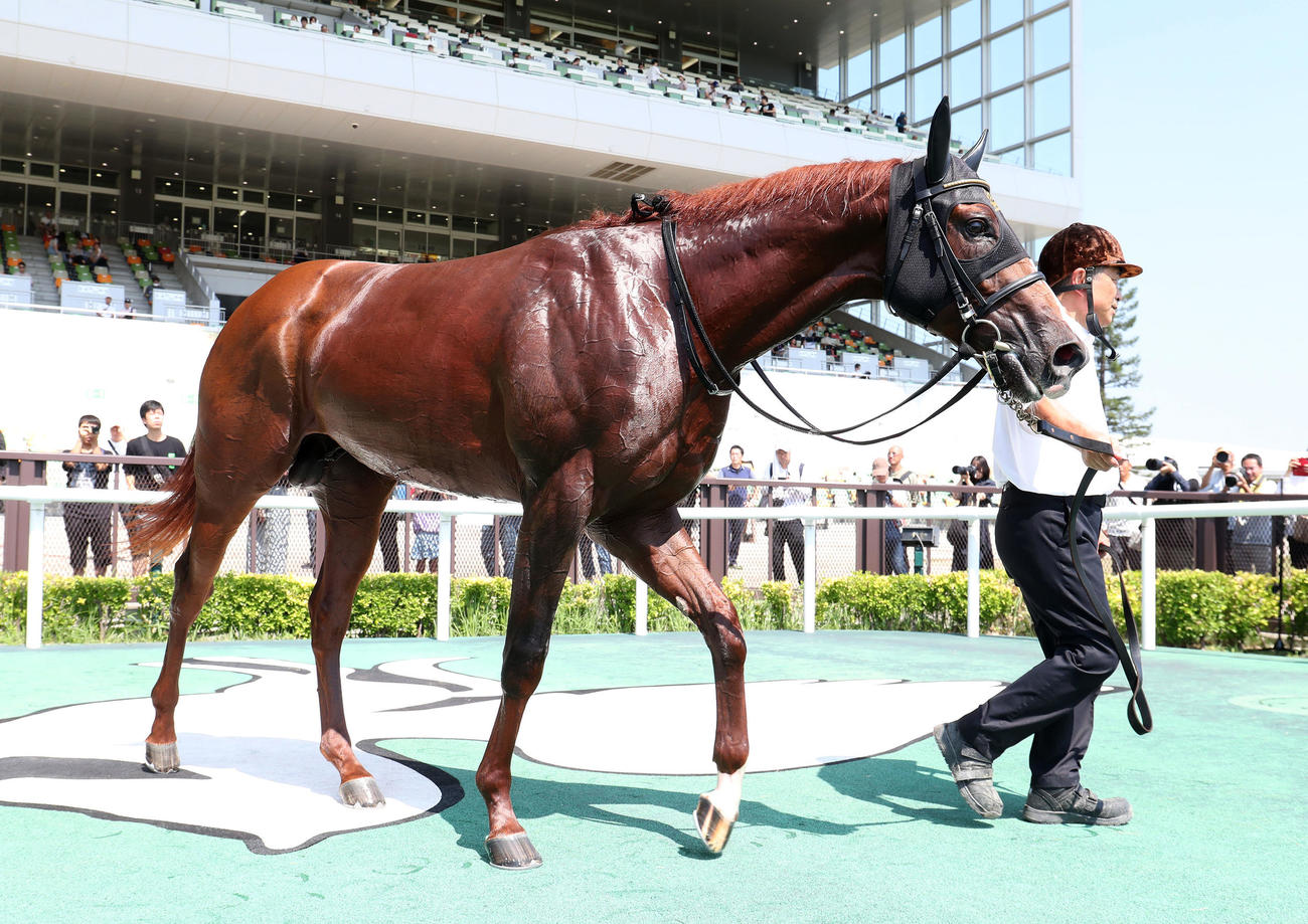 中京2R、2歳未勝利を勝ち上がったメイショウハチロー（撮影・白石智彦）