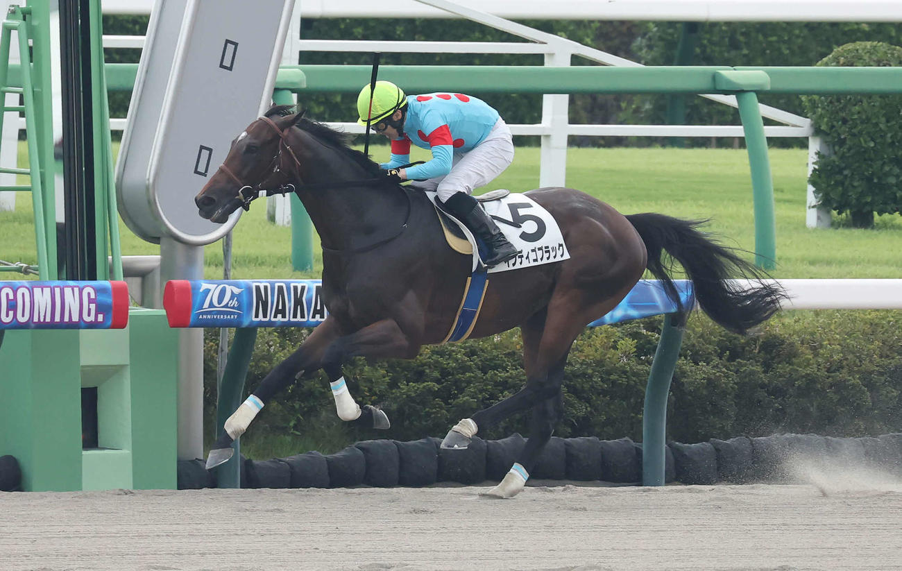 中山1R、障害3歳上未勝利戦を制したインディゴブラックと小坂騎手（撮影・丹羽敏通）