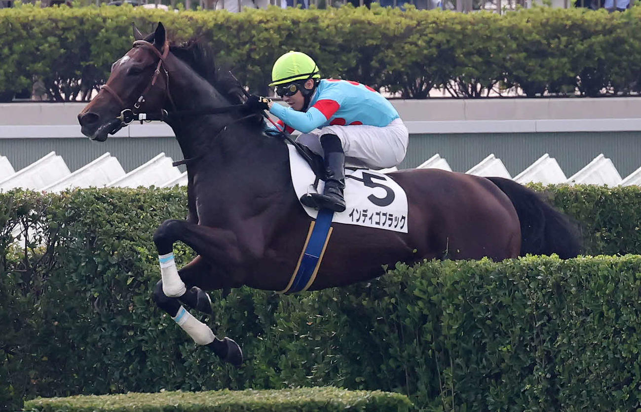 中山1R、障害3歳上未勝利戦を制したインディゴブラックと小坂騎手（撮影・丹羽敏通）