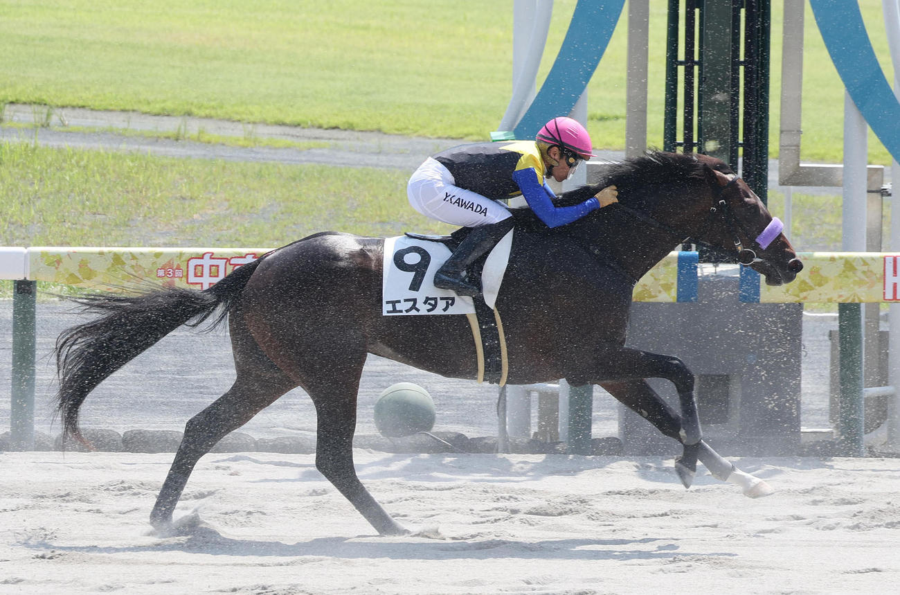 中京4R新馬戦で6着に敗れたエスタア（撮影・白石智彦）