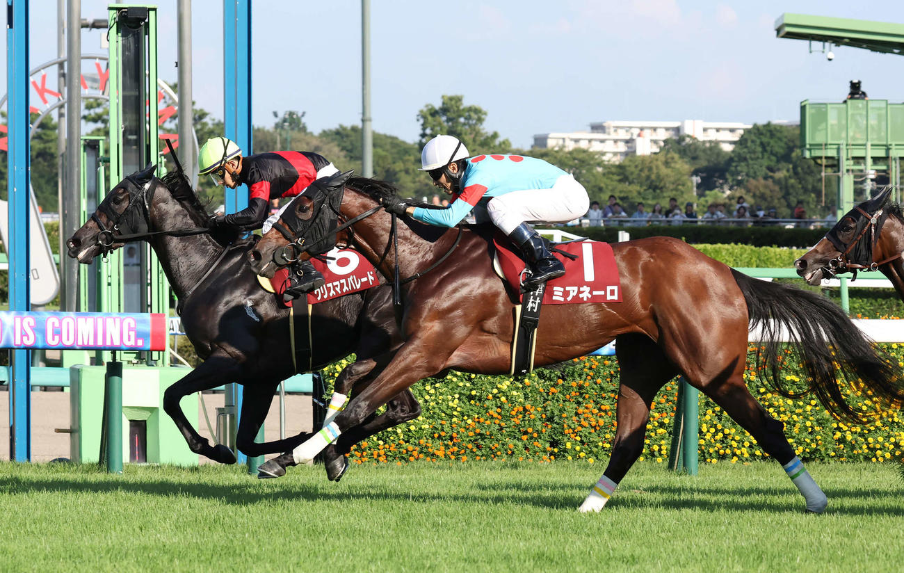 追い込んできたミアネーロ（手前）を振り切って紫苑Sを制したクリスマスパレードと石川騎手