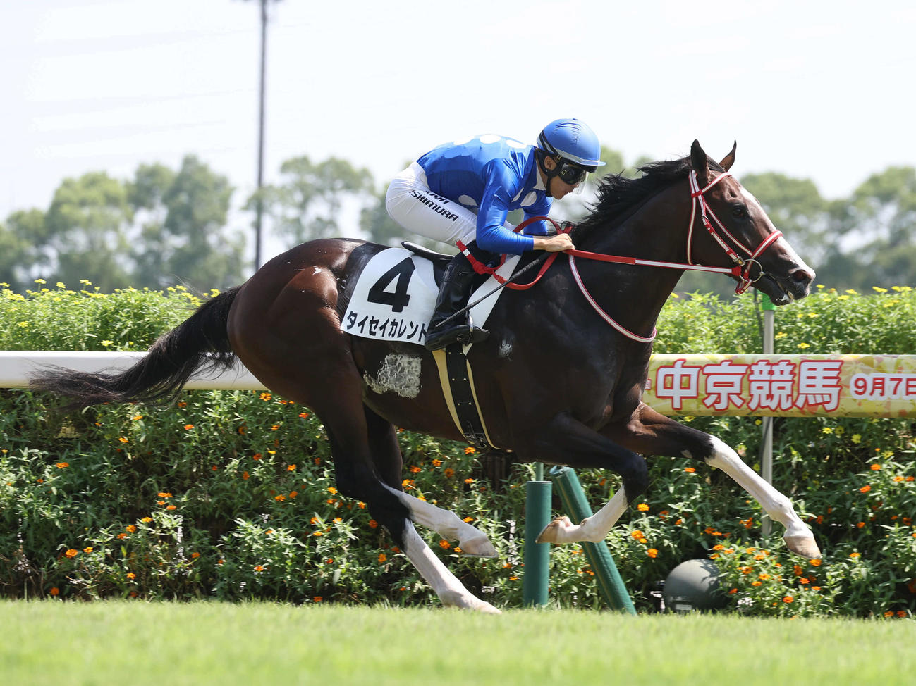 逃げ切って新馬戦を制したタイセイカレント（撮影・白石智彦）