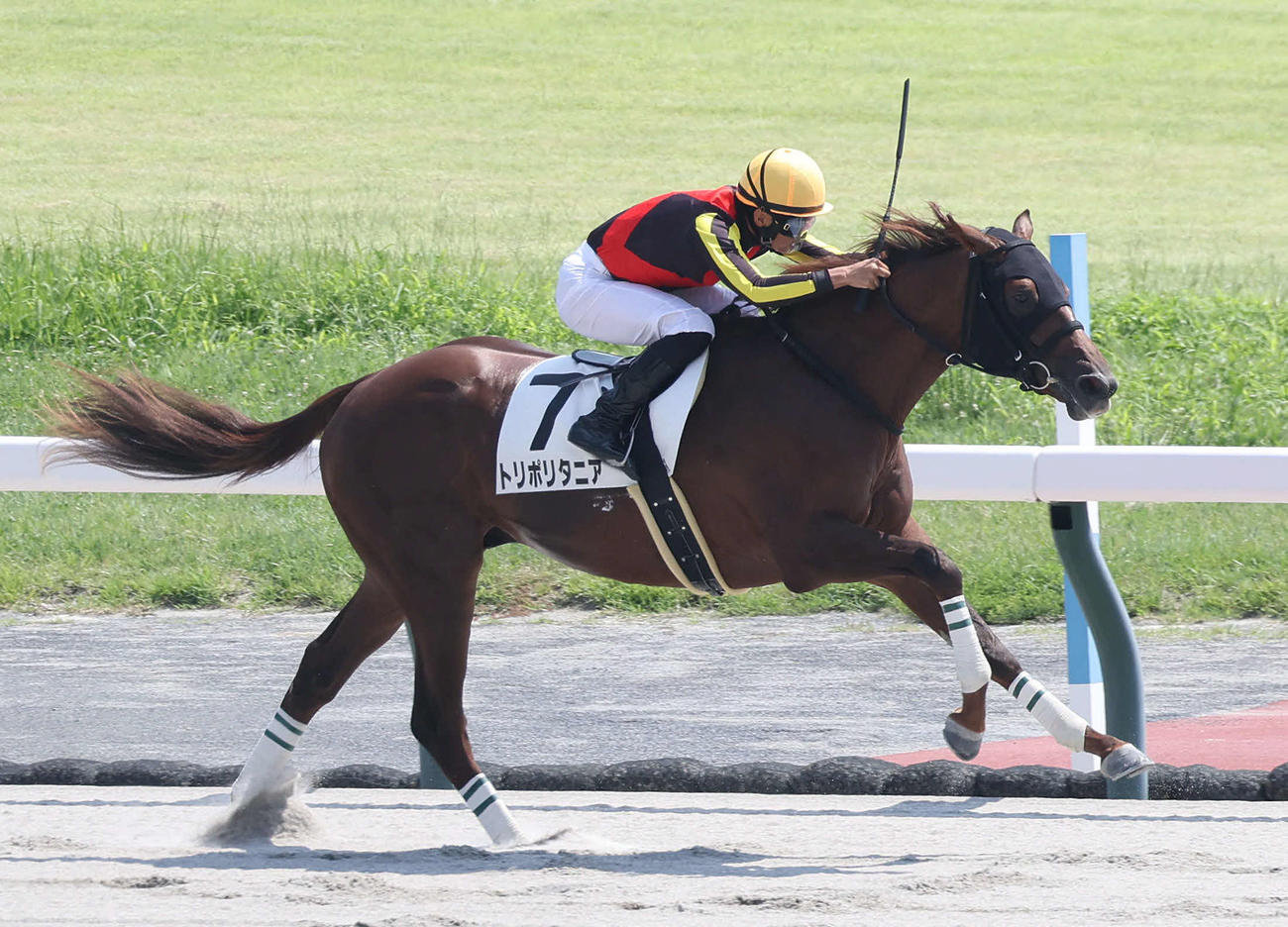 直線抜け出して新馬戦を制したトリポリタニア（撮影・白石智彦）
