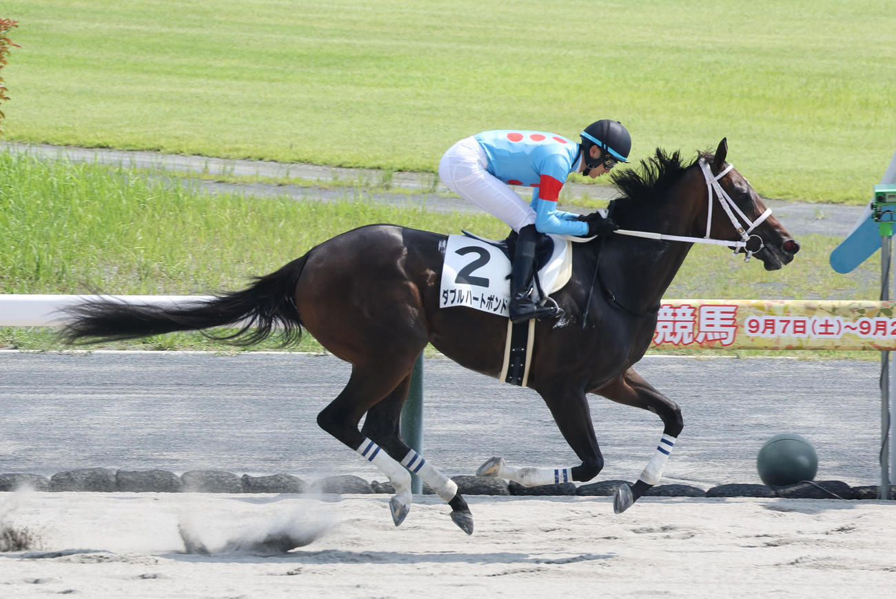 中京6R、連勝で3歳以上1勝クラスを制したダブルハートボンド（撮影・白石智彦）