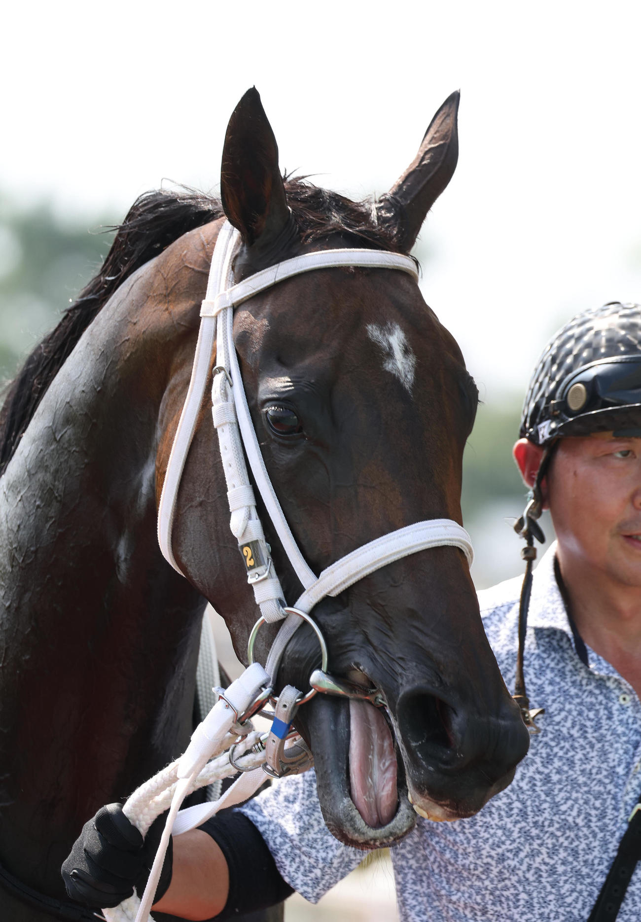 中京6R、連勝で3歳以上1勝クラスを制したダブルハートボンド（撮影・白石智彦）
