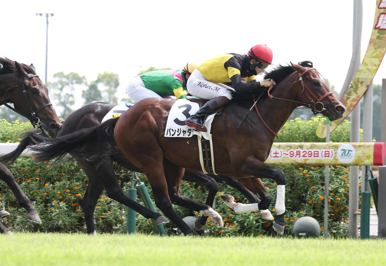直線抜け出して新馬戦を制したパンジャタワーと松山騎手（撮影・白石智彦）