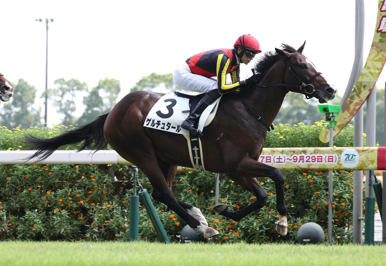 中京5R、直線抜け出して新馬戦を制したゲルチュタール（撮影・白石智彦）