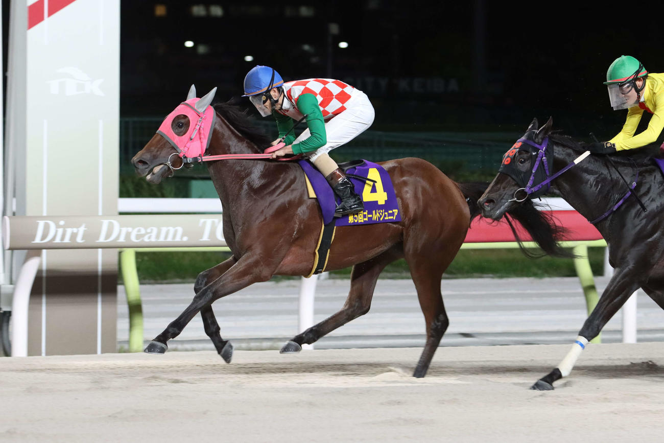 直線で抜け出しゴールドジュニアを制したランベリーと矢野貴之騎手