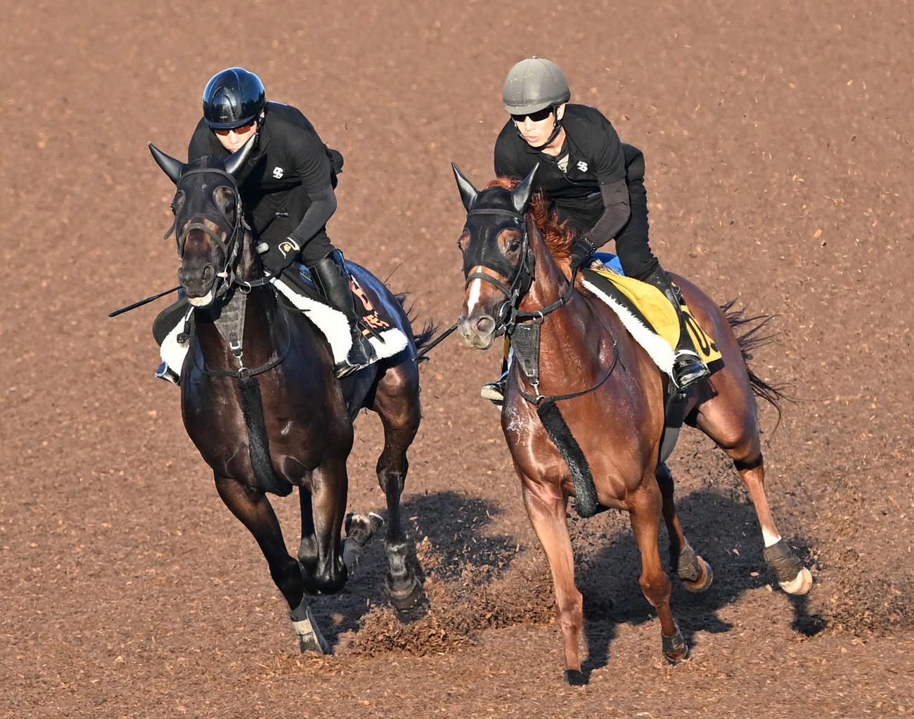 コスモキュランダは美浦ウッドでエメリヨン（右）と併せて追い切る（撮影・千葉一成）