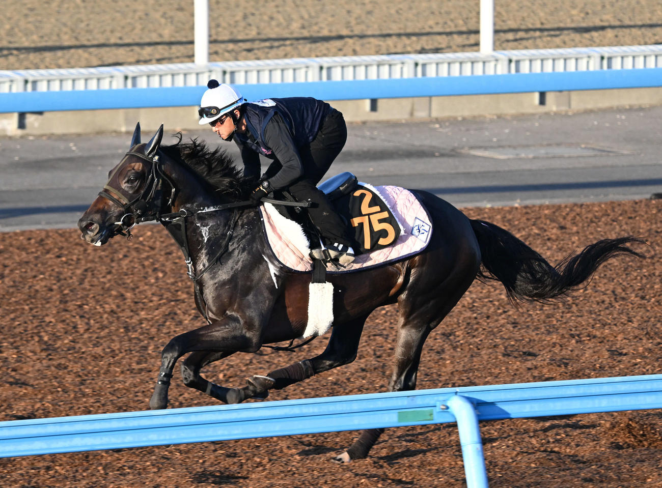 美浦ウッドで単走で追い切るカニキュル（撮影・千葉一成）