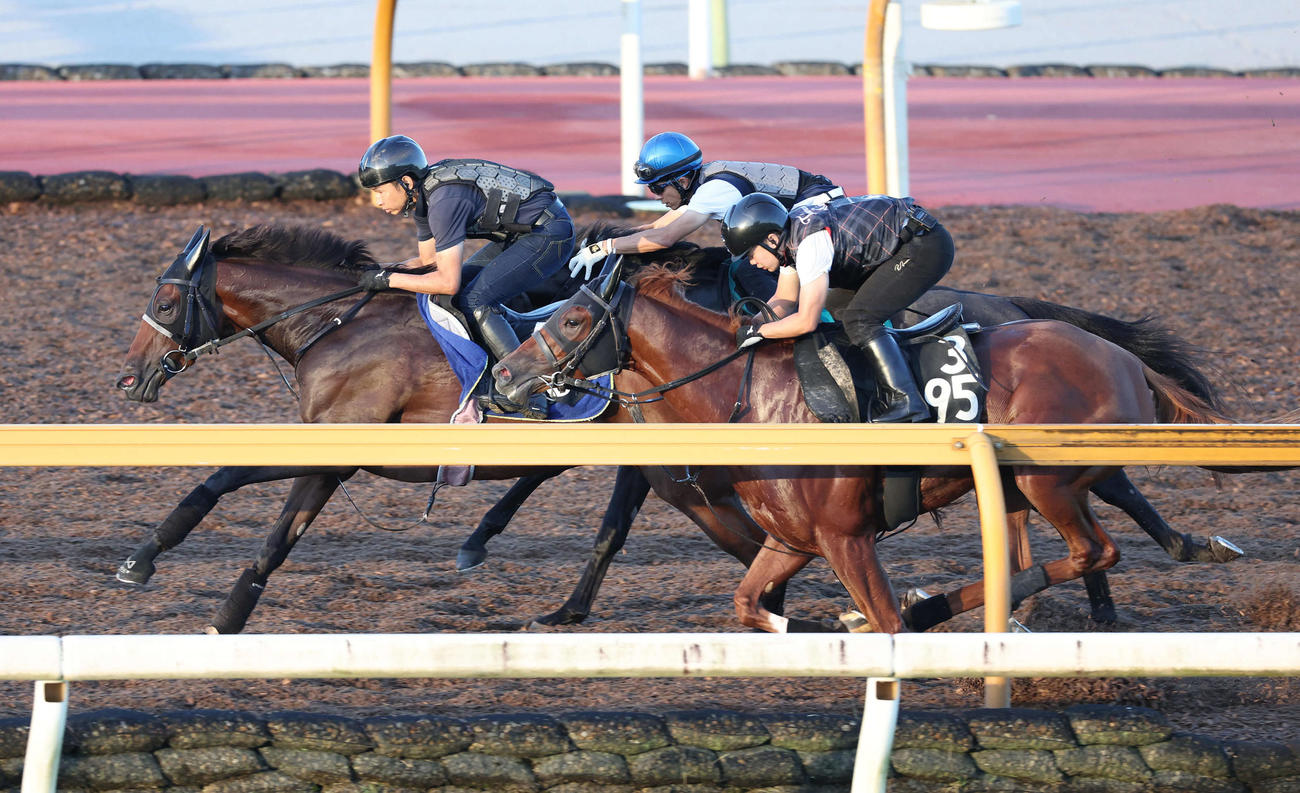 タガノエルピーダ（左）はCウッドを3頭併せで追い切る（撮影・白石智彦）