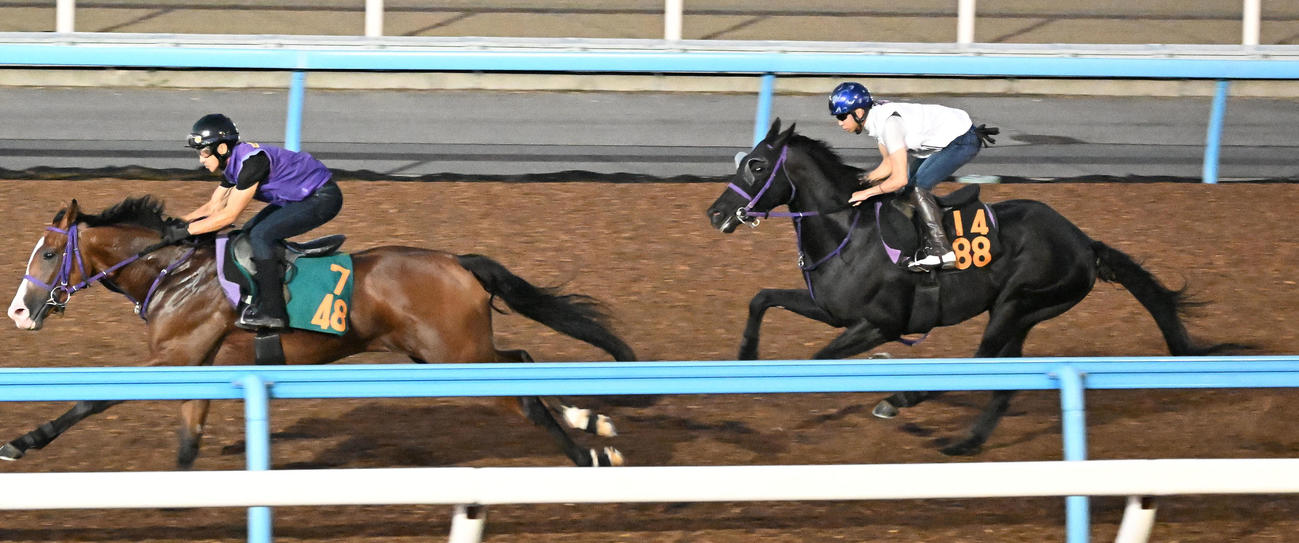 2頭併せて追い切るルカランフィースト（右）（撮影・千葉一成）