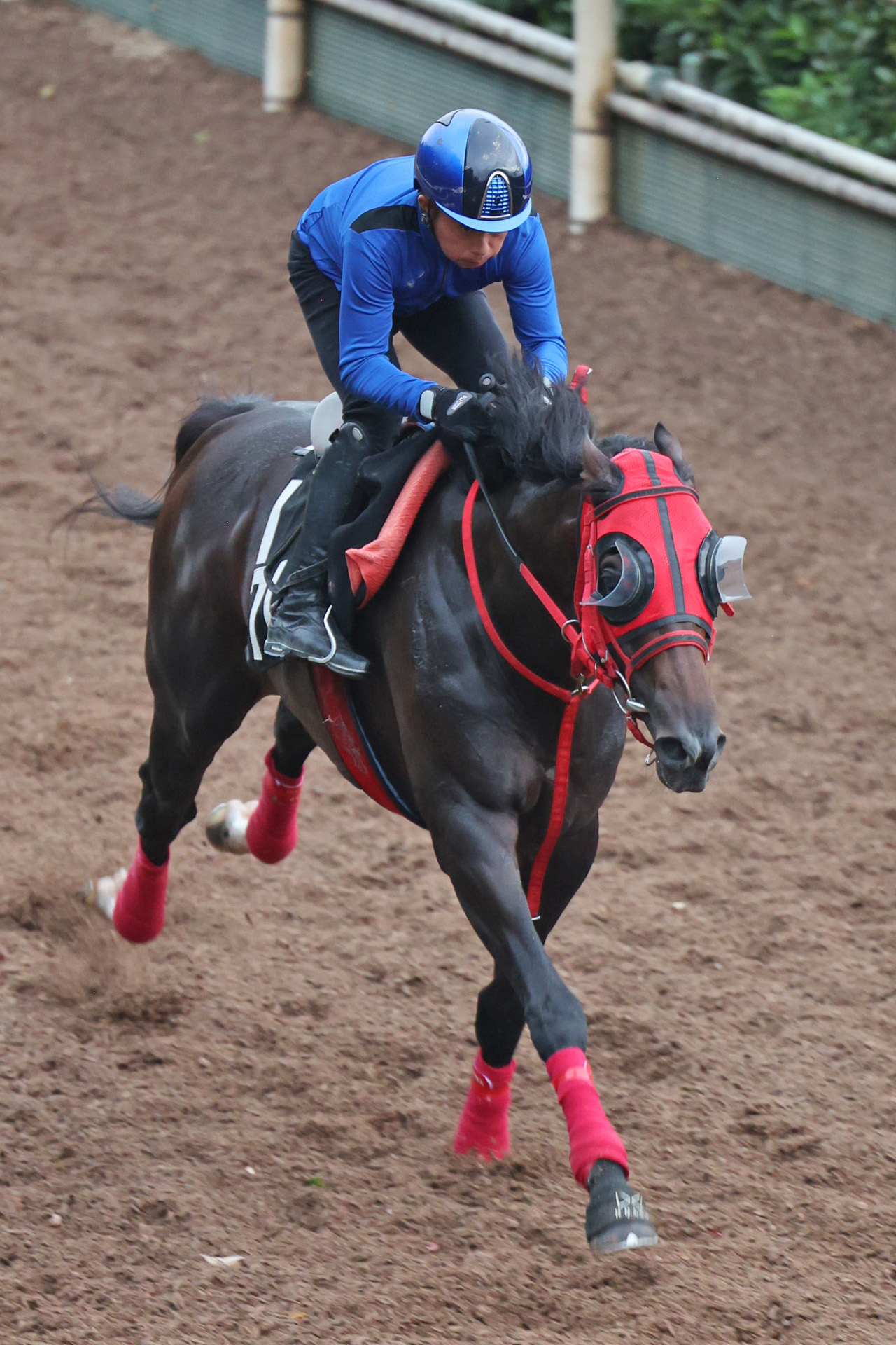 岩田康騎手を背に坂路で追い切られたエコロヴァルツ