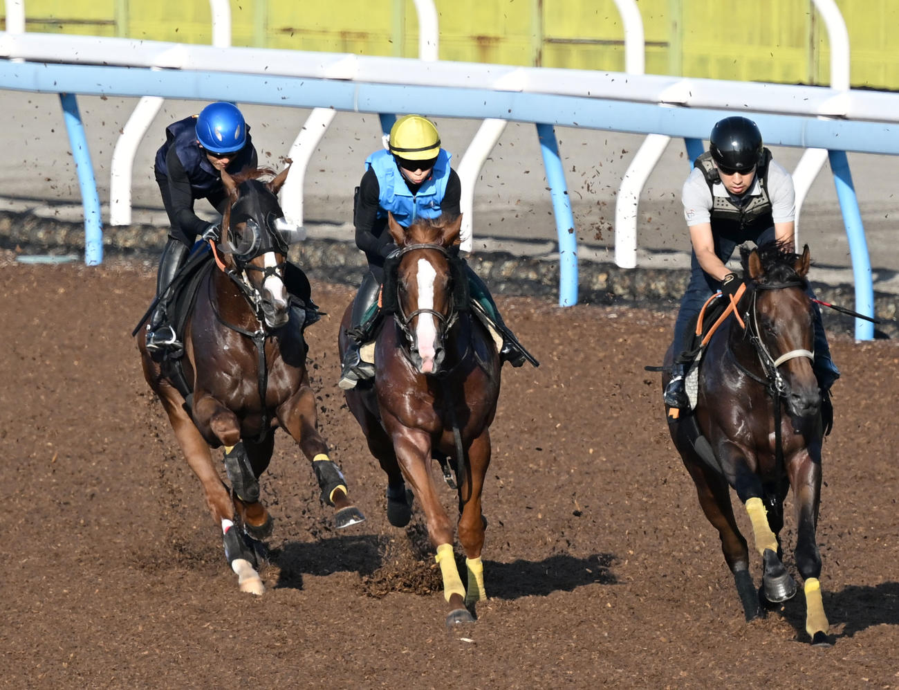 美浦ウッドで、アーバンシック（左）はザロック（右）、チートメジャーと3頭併せで追い切られた（撮影・千葉一成）
