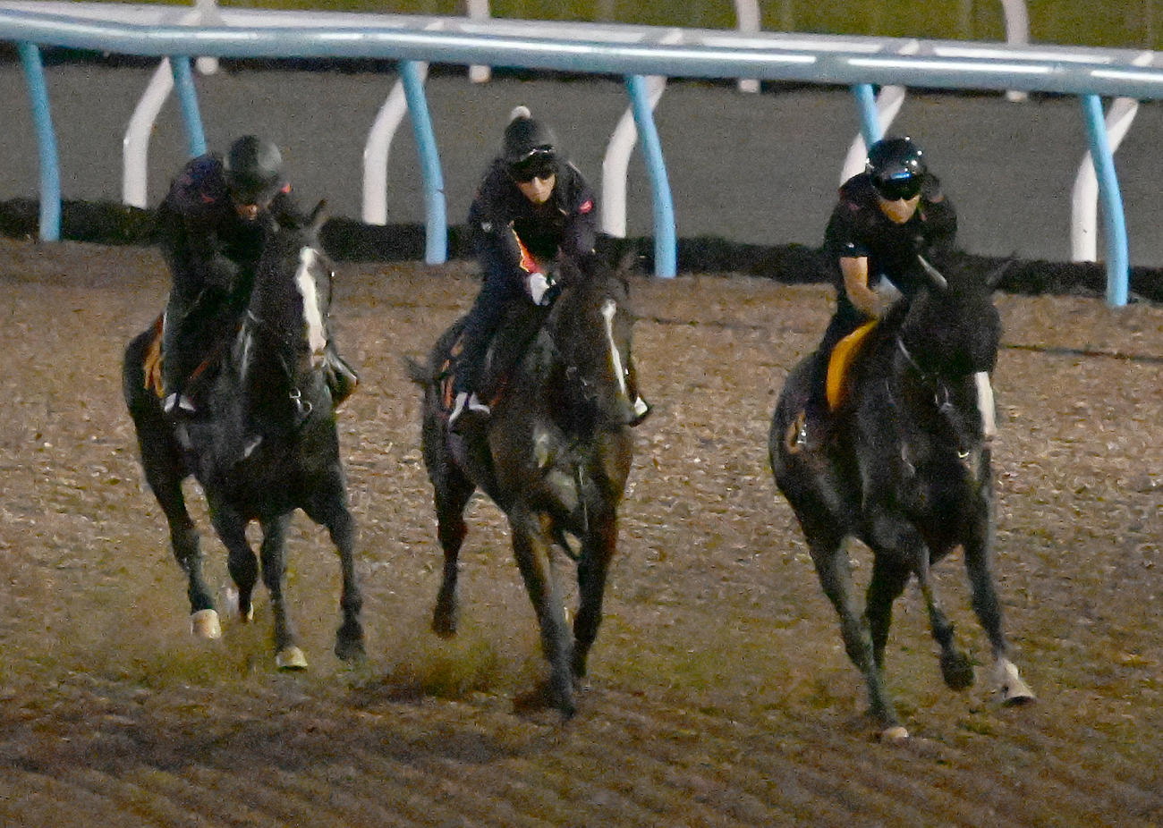 美浦ウッドで3頭併せで追い切るスティンガーグラス（中央）（撮影・千葉一成）